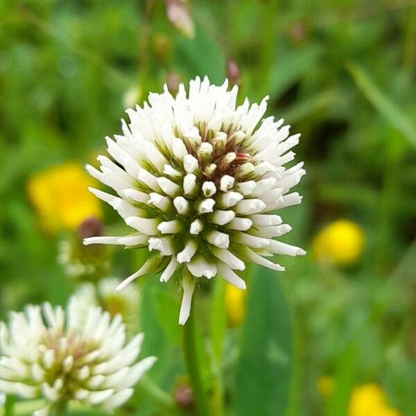 Trifolium montanum Цветок