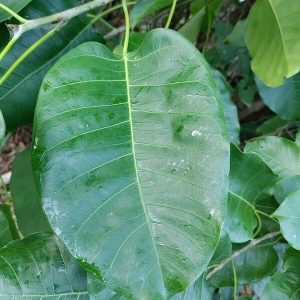 Anacardium occidentale Yaprak