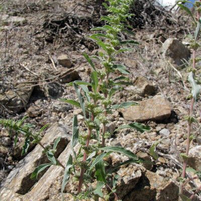 Amaranthus torreyi Tervik taim