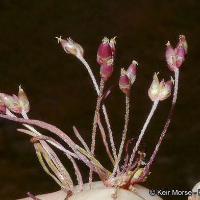 Plantago elongata Virág