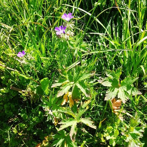 Geranium sylvaticum موطن