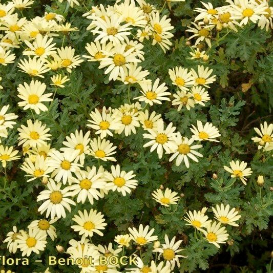 Argyranthemum maderense Hábitos