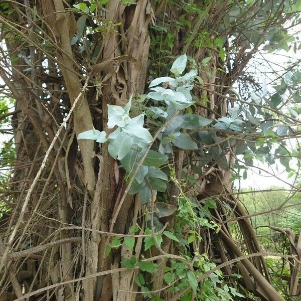 Eucalyptus globulus Leaf