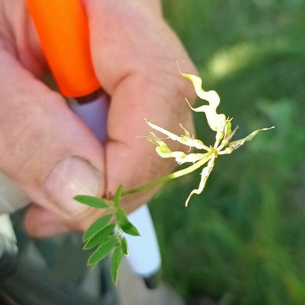 Hippocrepis comosa Плод