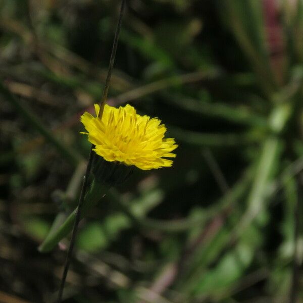 Hypochaeris glabra Flor