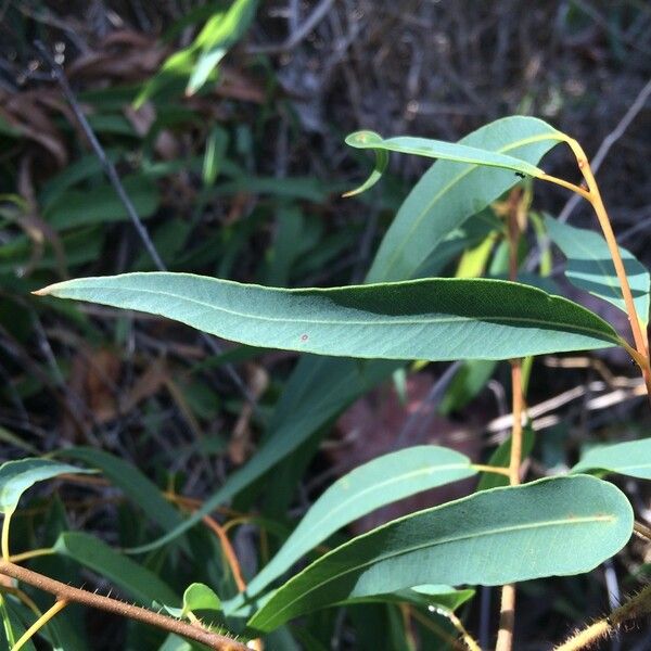 Corymbia citriodora Feuille