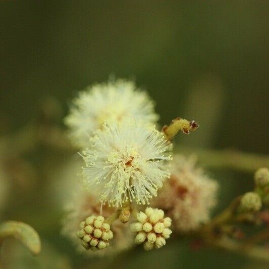 Acacia mearnsii Autre