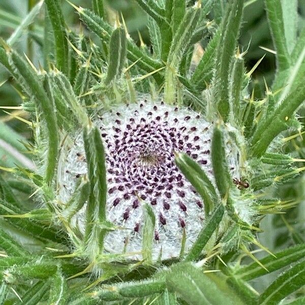 Cirsium eriophorum Flower