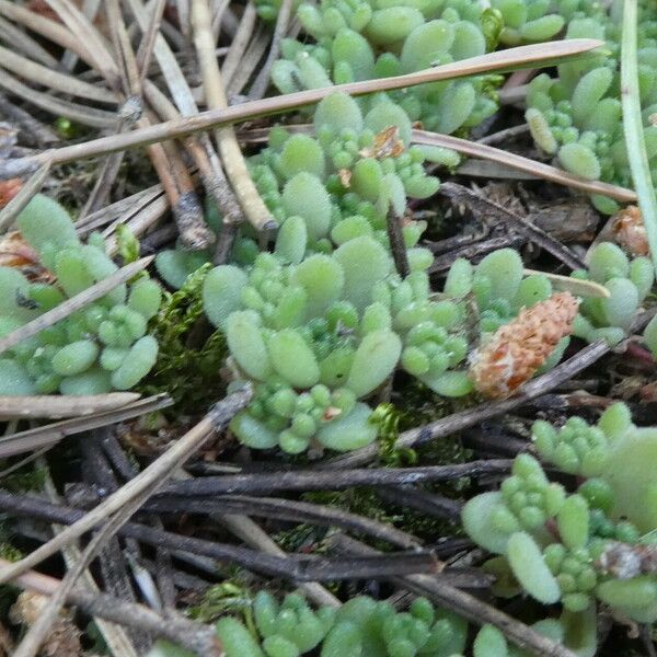 Sedum hirsutum 整株植物