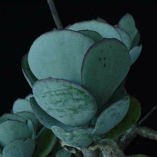 Cotyledon orbiculata Leaf