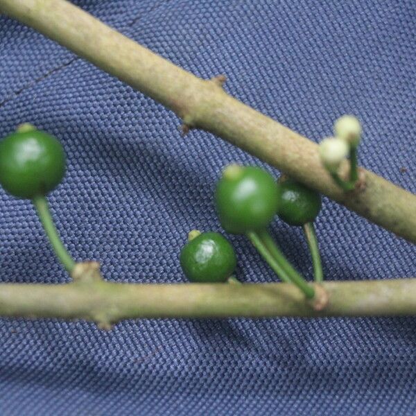 Eugenia stictopetala Fruit