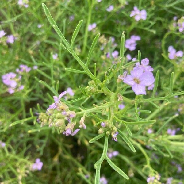 Cakile maritima Blomst