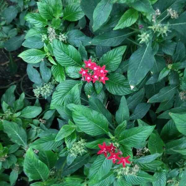 Pentas lanceolata Flower