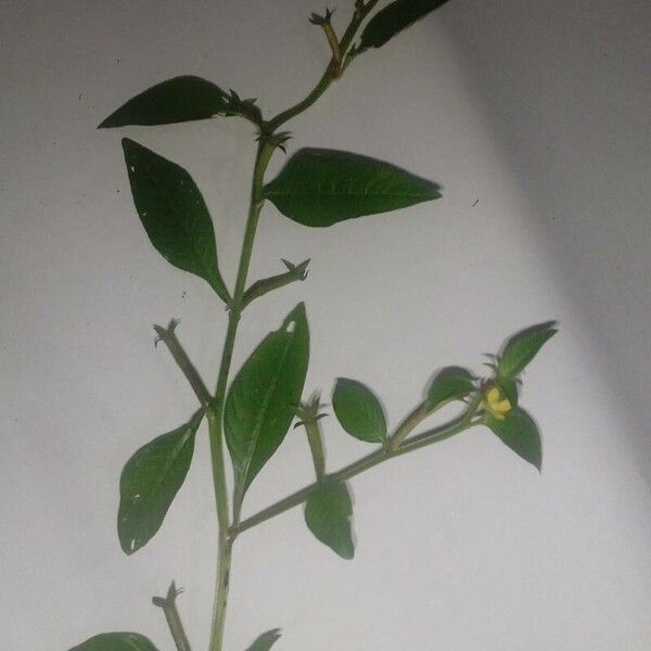 Ludwigia perennis