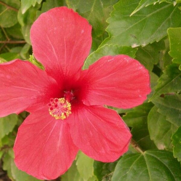 Hibiscus rosa-sinensis ᱵᱟᱦᱟ