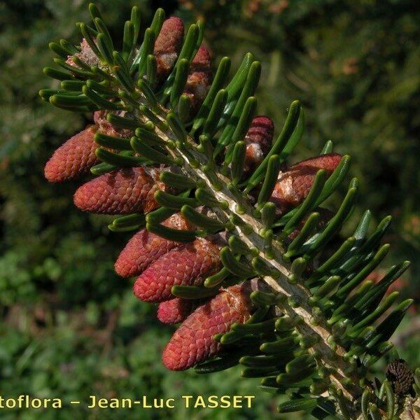 Abies cephalonica Кветка