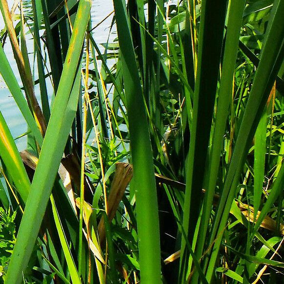 Typha latifolia Yaprak