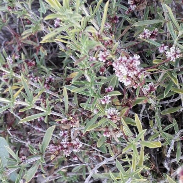 Cuscuta epithymum Blomst