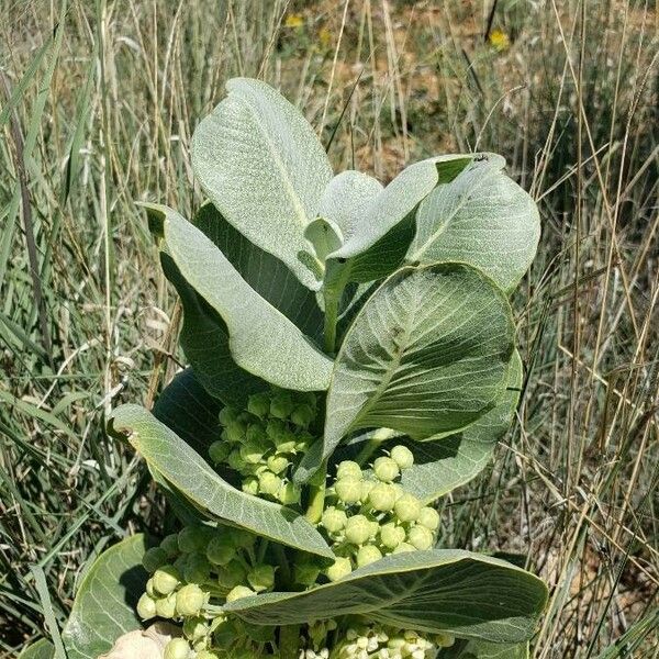 Asclepias latifolia Feuille