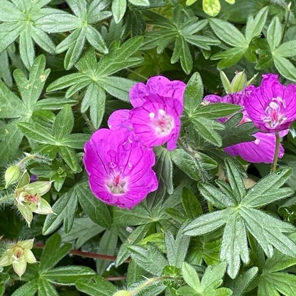 Geranium sanguineum Цвят