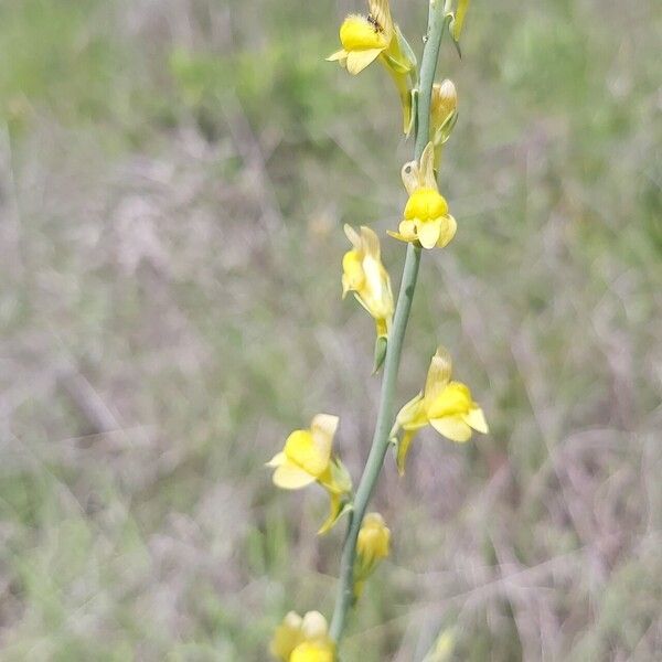 Linaria genistifolia 花