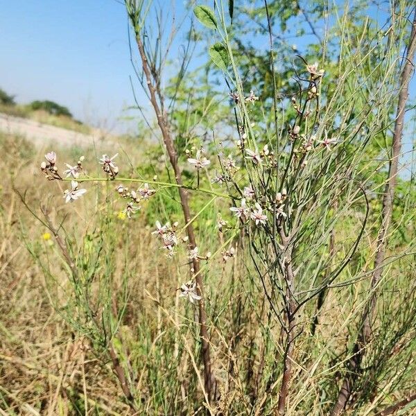 Moringa peregrina Yeri