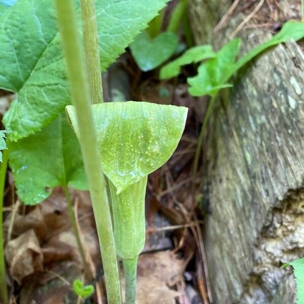 Arisaema triphyllum Liść