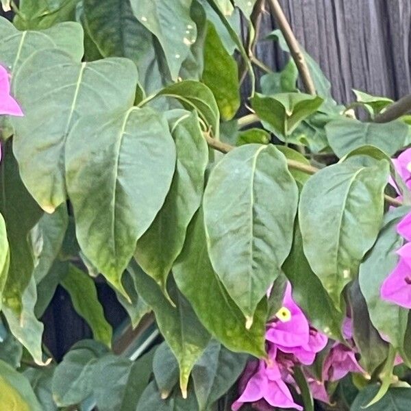 Bougainvillea glabra Leht