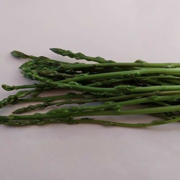 Asparagus officinalis 果實