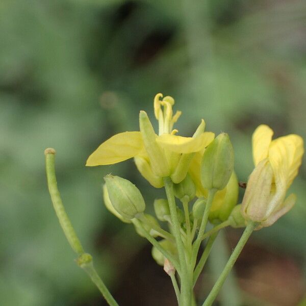 Brassica fruticulosa 花