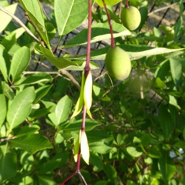 Prunus virginiana Blatt