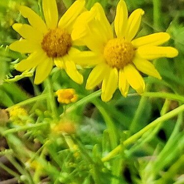 Jacobaea aquatica Flor