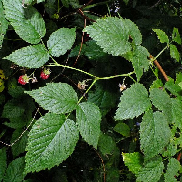 Rubus idaeus برگ