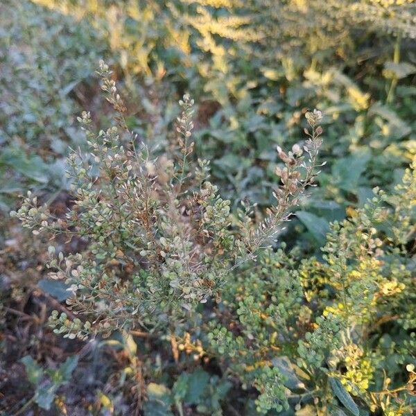 Lepidium ruderale Frucht