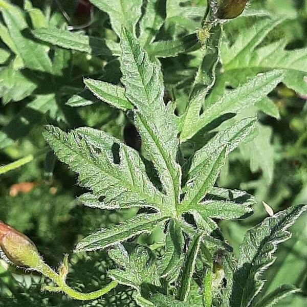 Convolvulus althaeoides Leaf