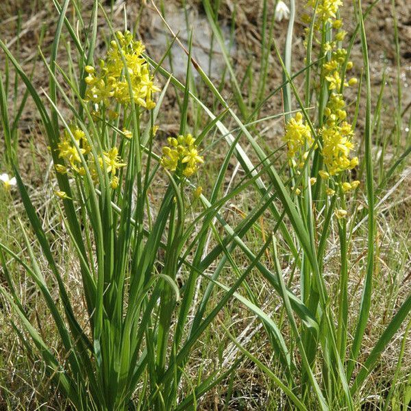 Schoenolirion croceum Blomma