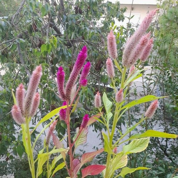 Amaranthus cruentus फूल