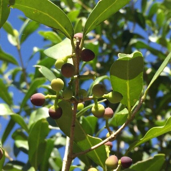 Chionanthus foveolatus Fruto