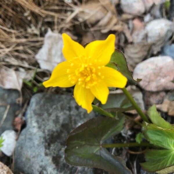 Caltha palustris Flower