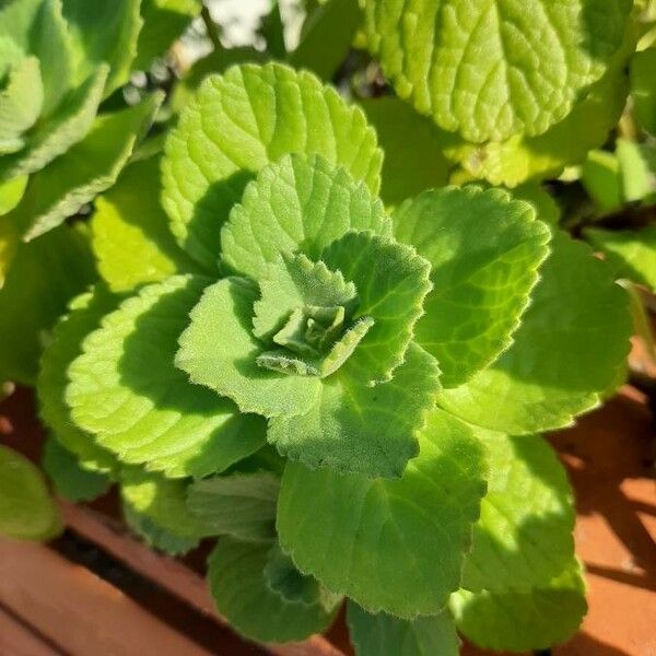 Plectranthus ornatus Leaf