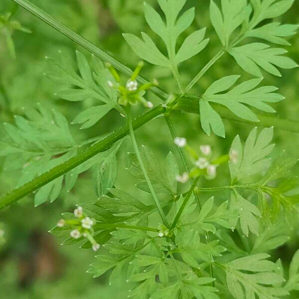 Chaerophyllum tainturieri 葉