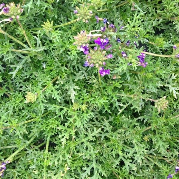 Verbena tenera Habit