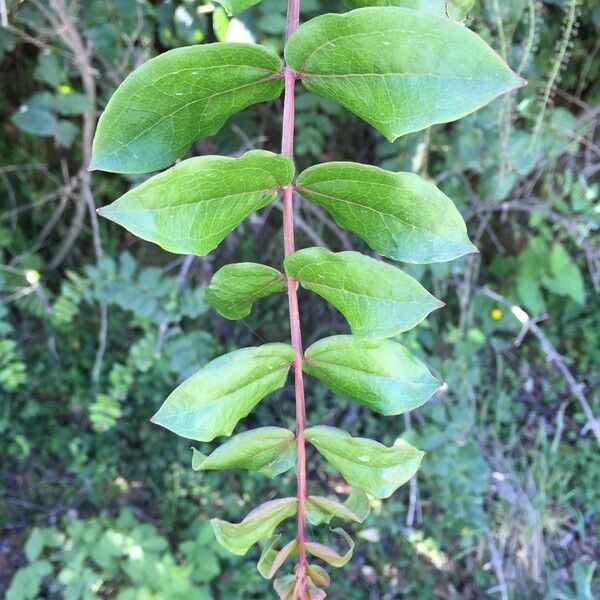 Coriaria ruscifolia Лист