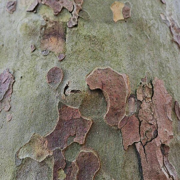 Platanus × hispanica Bark