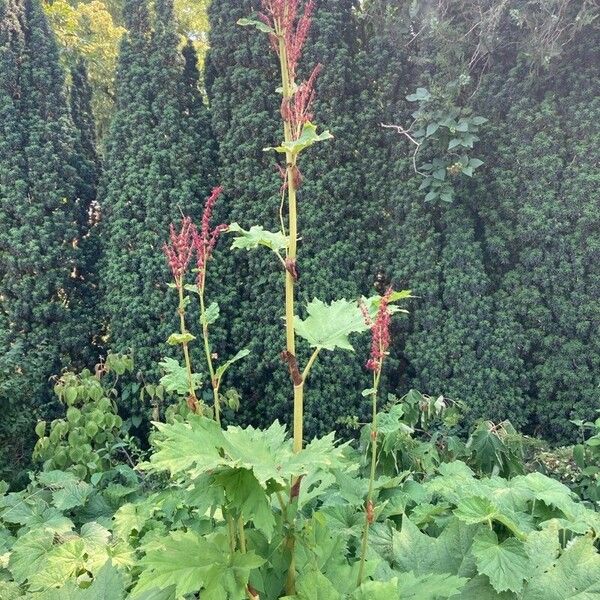 Rheum palmatum Levél