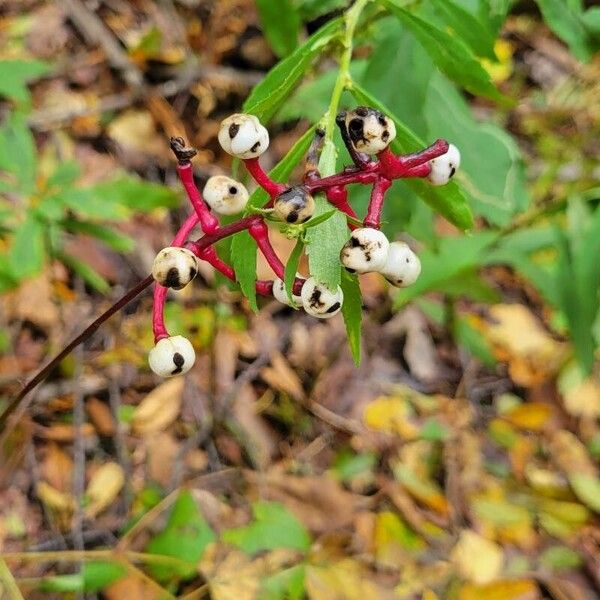 Actaea pachypoda Φρούτο