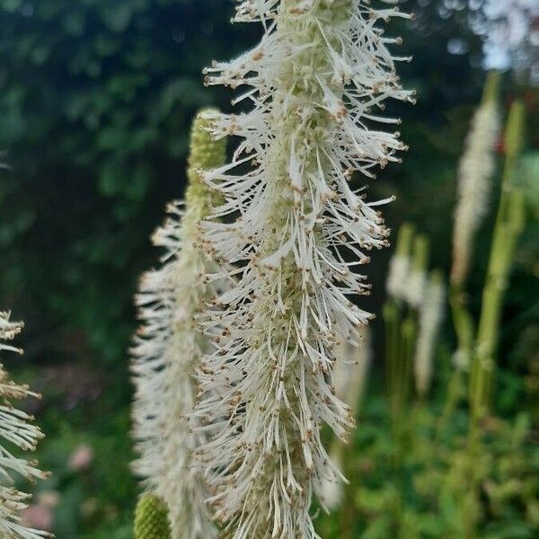 Sanguisorba canadensis Flower