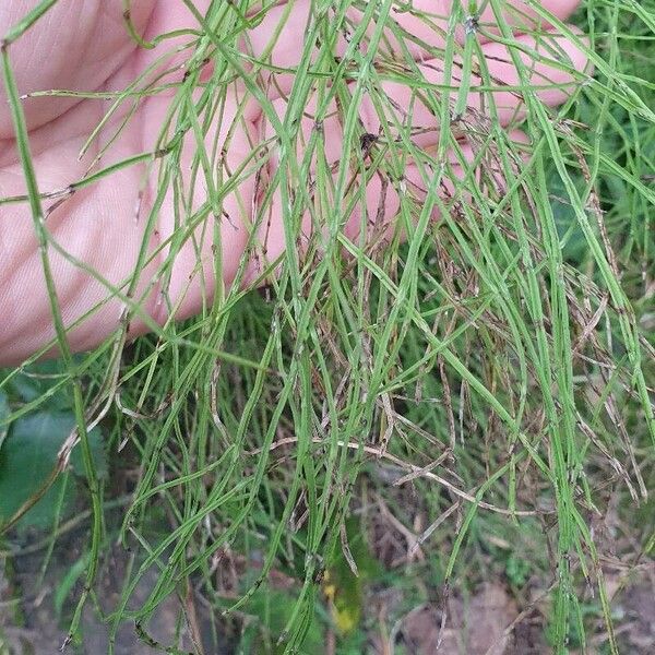 Equisetum palustre Frunză