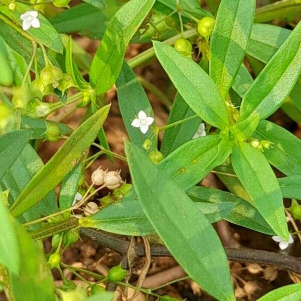 Oldenlandia corymbosa 花