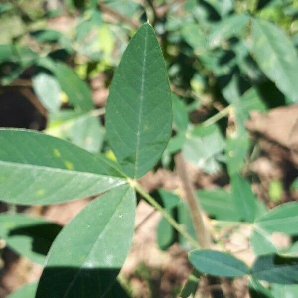 Crotalaria micans Leaf